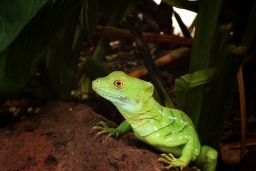 Quels animaux vivent dans la couche de sol des forêts tropicales ?