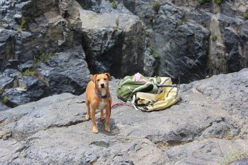 Réactions aux piqûres de rappel de chien