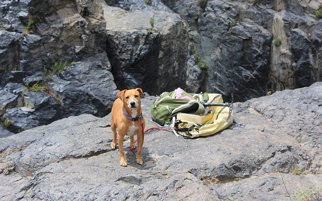 Réactions aux piqûres de rappel de chien