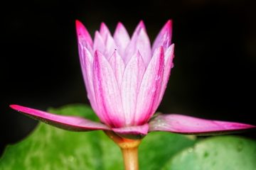 Remèdes pour les taches noires sur les roses