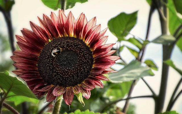 Répulsif naturel contre les insectes pour la maison