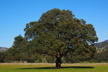 Traitement à l'huile camphrée