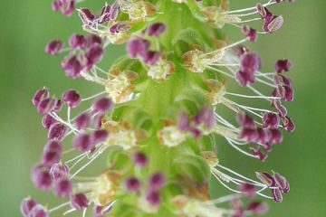 Allergie à l'herbe de fléole des prés