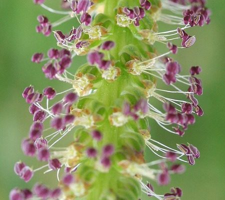 Allergie à l'herbe de fléole des prés