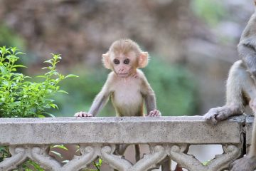 Alternatives aux gouttières