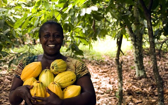 Arbres avec des gousses ressemblant à des haricots longs