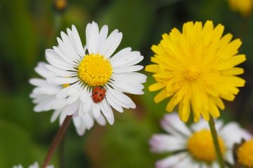 Comment attraper les coccinelles féminines