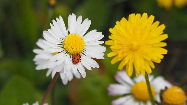 Comment attraper les coccinelles féminines