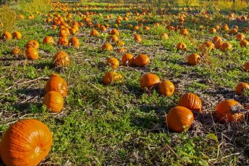 Comment conserver la courge musquée