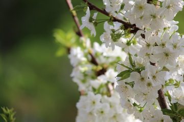 Comment créer une carte de parc à thème