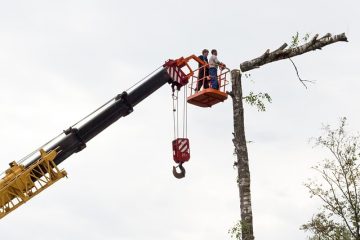 Comment devenir chirurgien arboricole