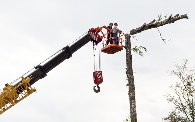 Comment devenir chirurgien arboricole