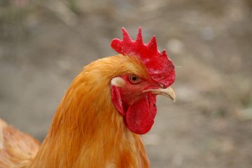 Comment distinguer un coq des rochers barrés d'une poule des rochers barrés.