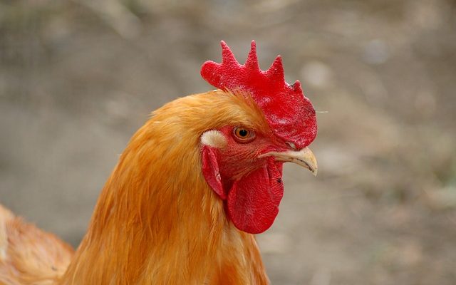 Comment distinguer un coq des rochers barrés d'une poule des rochers barrés.