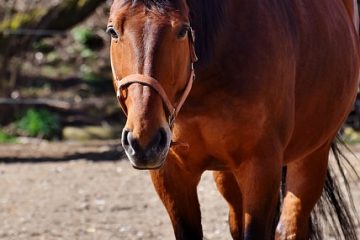 Comment éliminer les cérumen impacté