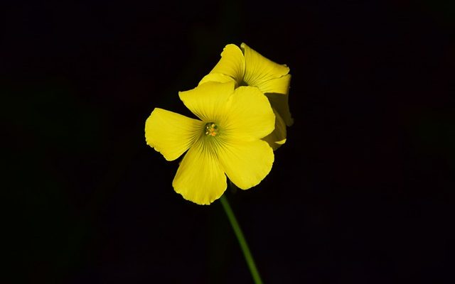 Comment éliminer les mauvaises herbes oxalides