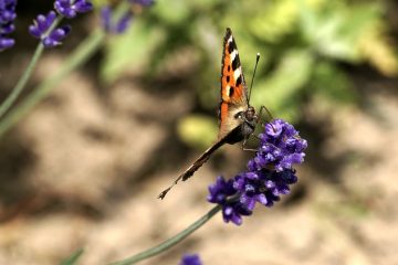 Comment empêcher les renards d'entrer dans votre jardin