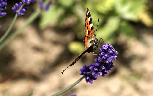 Comment empêcher les renards d'entrer dans votre jardin