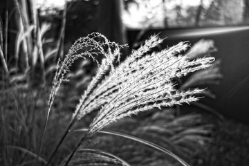 Comment enlever l'herbe de la pampas