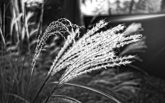 Comment enlever l'herbe de la pampas