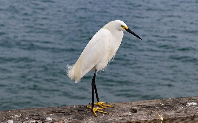 Comment entourer une poutre en I en acier avec du bois