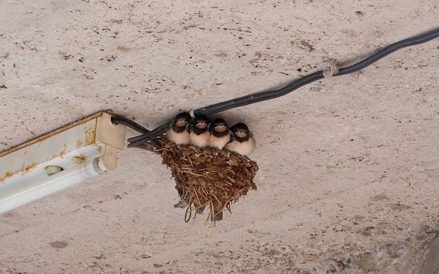 Comment fabriquer un oiseau suspendu au plafond