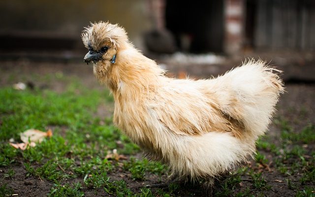 Comment faire la différence entre une poule et un coq de poule en soie ?