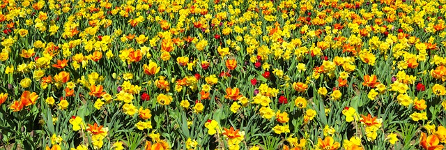 Comment faire pousser des jonquilles à partir de semences