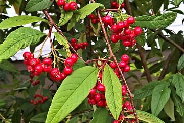 Comment faire pousser une haie de Cotoneaster Hedge