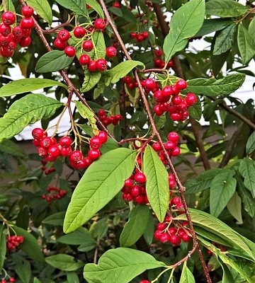 Comment faire pousser une haie de Cotoneaster Hedge