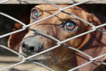 Comment faire une cage pour chien à l'extérieur