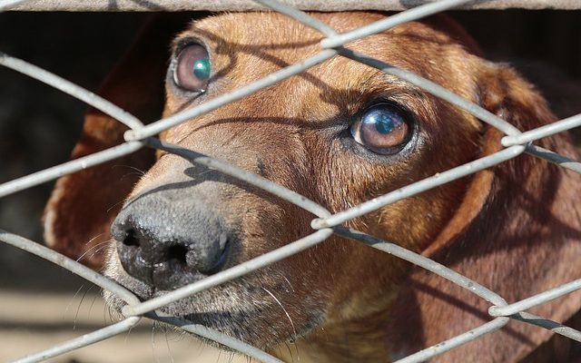 Comment faire une cage pour chien à l'extérieur