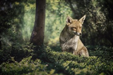 Comment localiser un éleveur de renard