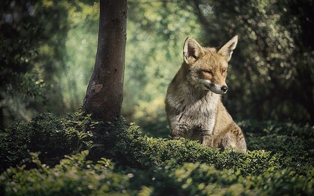 Comment localiser un éleveur de renard