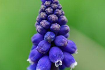 Comment peindre les vignes de glycine