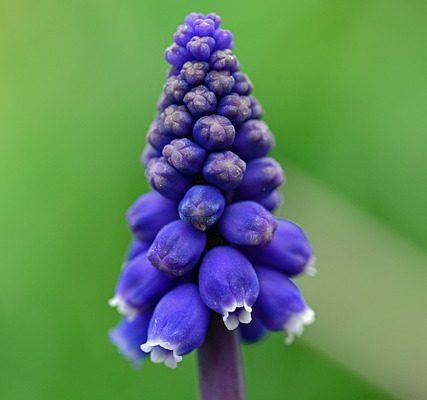 Comment peindre les vignes de glycine