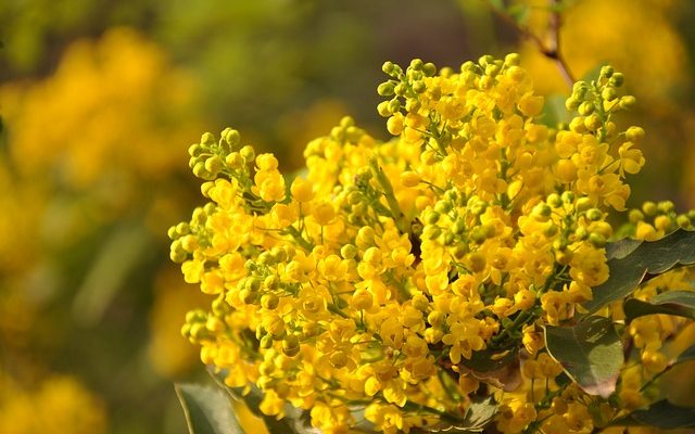 Comment prendre soin d'un Mimosa pudica