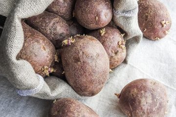 Comment préparer les pommes de terre à l'avance