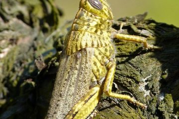 Comment réchauffer le homard cuit dans la carapace ?