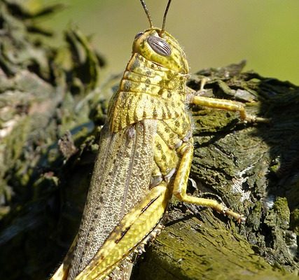 Comment réchauffer le homard cuit dans la carapace ?