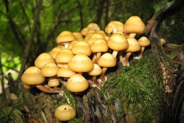 Comment se débarrasser des champignons d'une vieille souche d'arbre