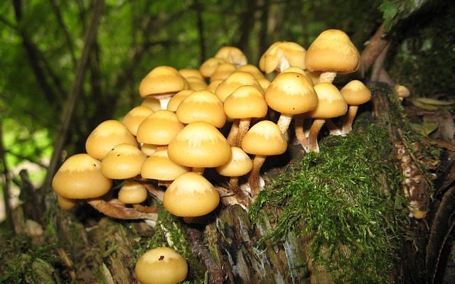 Comment se débarrasser des champignons d'une vieille souche d'arbre