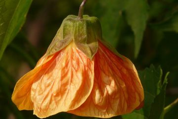 Comment tailler les pruneaux abutilon