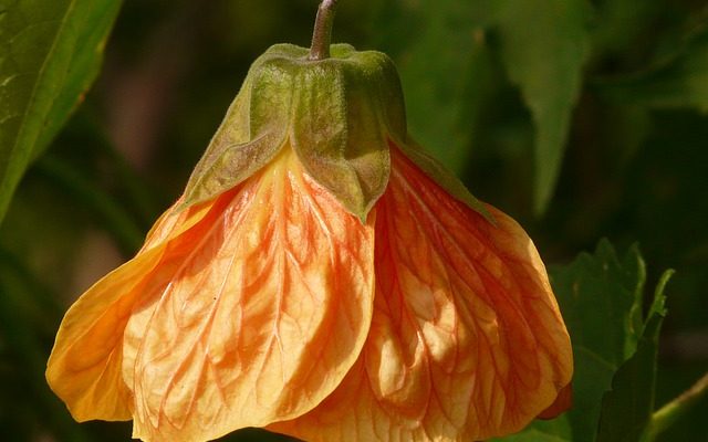 Comment tailler les pruneaux abutilon