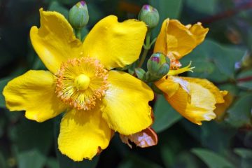 Comment tailler l'hypericum