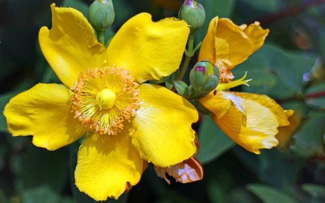 Comment tailler l'hypericum