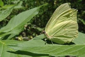 Comment traiter l'eczéma avec du soufre