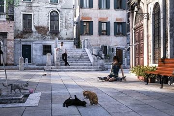 Comment tuer les mouches attirées par la litière pour chats