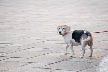 Comment utiliser l'ail pour lutter contre les puces chez les chiens.