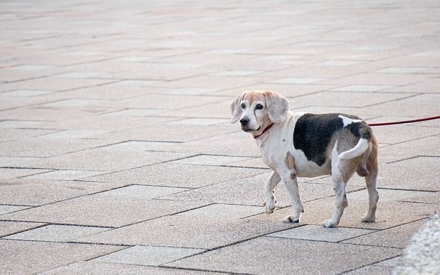 Comment utiliser l'ail pour lutter contre les puces chez les chiens.